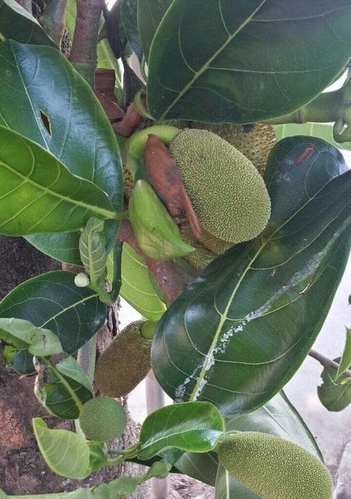 菠萝蜜可以冷冻保存吗？菠萝蜜的保存方法是什么？