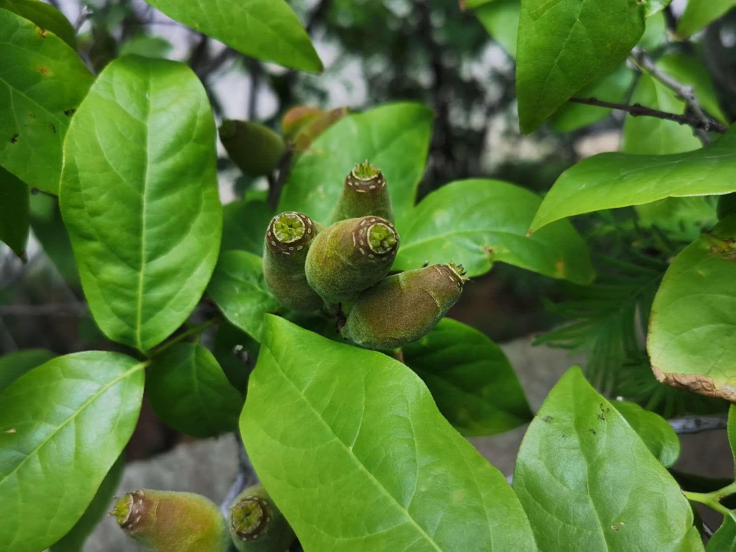 腊梅种子种植方法（方法及时间），种子种的能开花吗