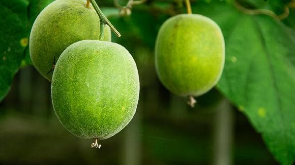 罗汉果降糖还是升糖？糖尿病患者的科学指南