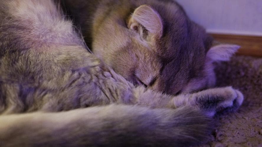 猫咪胆囊感染：症状、原因与治疗