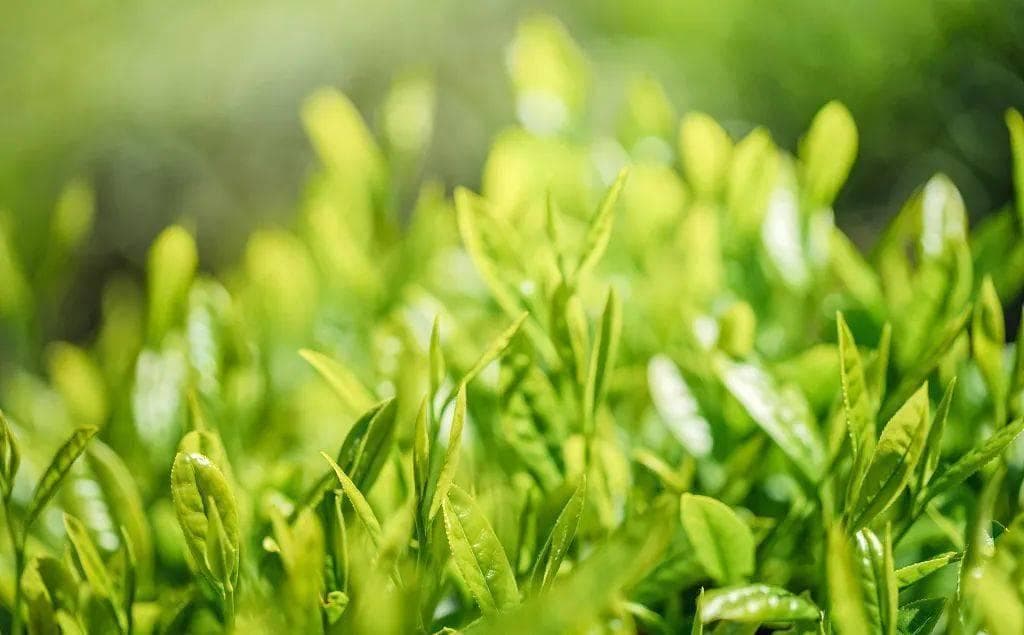 国饮来自白沙之绿茶篇——精工匠心 一品茶香