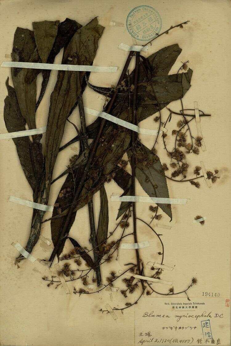走马胎：一种重要的中药材植物