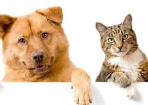 宠物猫眼清洁妙招，一擦即净！