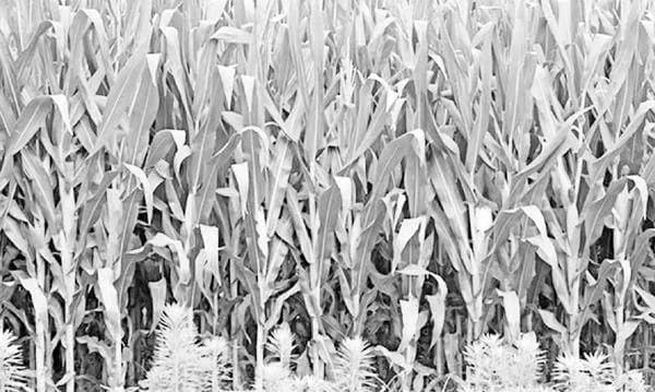 现代农业中玉米高产高效种植技术实施与病虫害科学防控