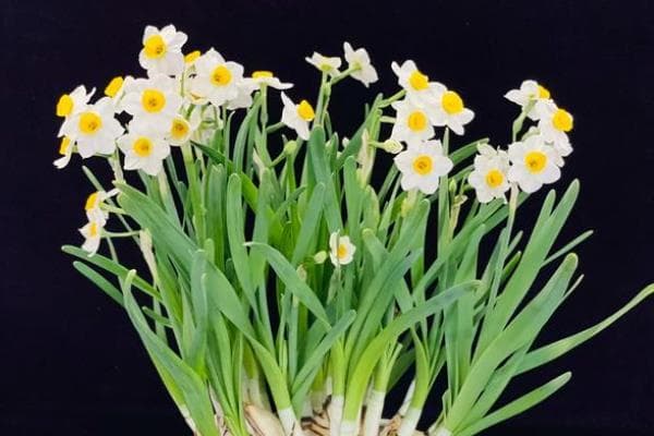 水仙花的外观特征与养殖要点