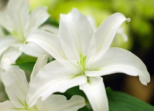 百合花的生长习性特点和生长环境条件