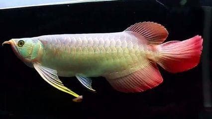 养龙鱼的最佳温度控制指南