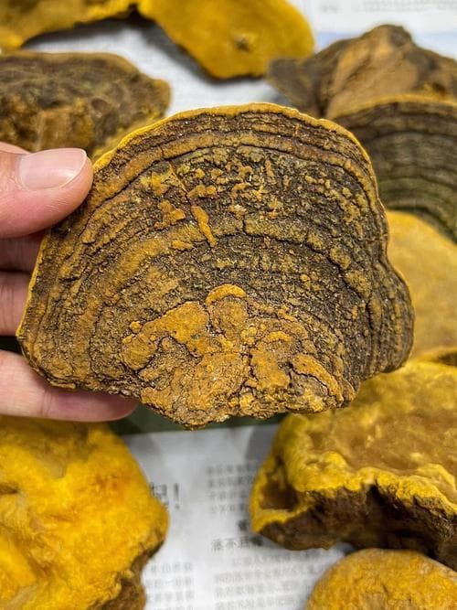 暴马丁香树桑黄、暴马丁香桑黄和桑树桑黄的功效与区别