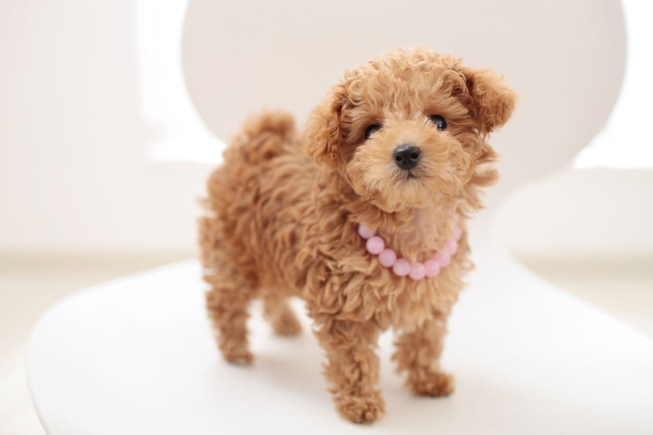 犬脓疱病：症状、原因、诊断与治疗全解析