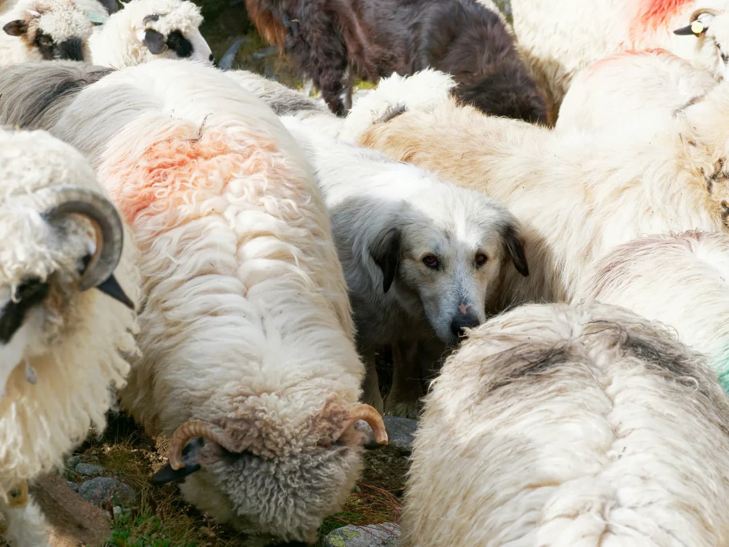 比利时马犬：农场里的全能工作犬