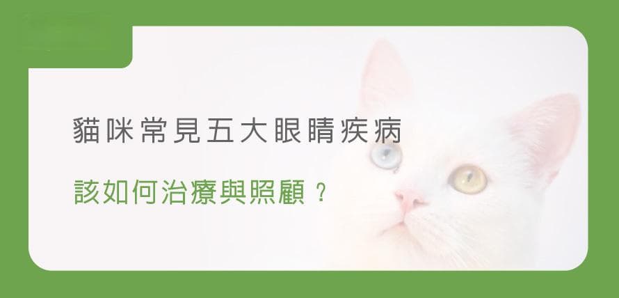 猫咪眼部疾病防治指南：五种常见病症全解析