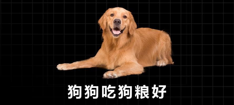 狗狗吃蛋黄应该直接喂还是混在狗粮中？这份喂养指南请收好