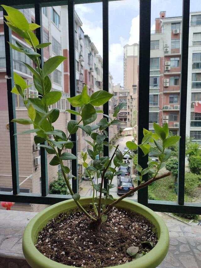 适合南方种植的蓝莓品种