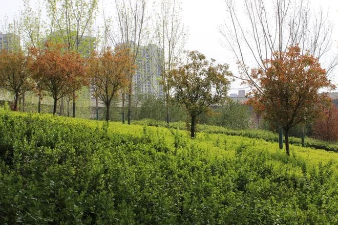 如何选择适合边坡绿化的乔木、灌木和草本植物