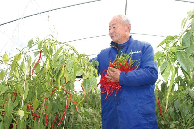 浏阳葛家镇：打响“中国（浏阳）葛家鸡肠子辣椒”品牌，全力培育亿级产业