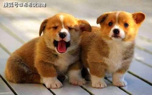 柯基为什么是小短腿？为什么柯基狗狗的腿那么短？