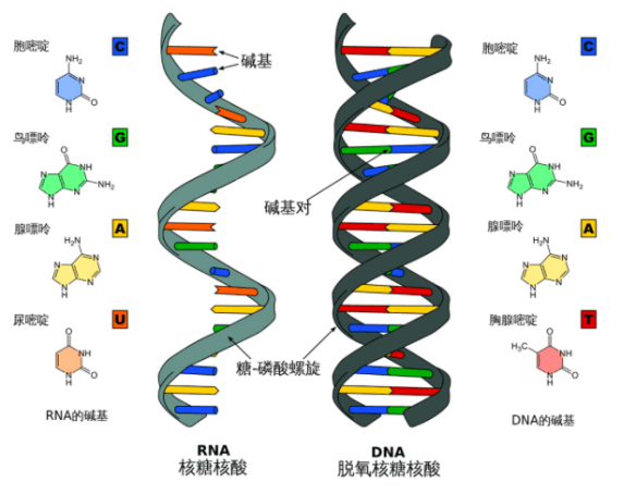 RNA提取及检测：从原理到实践的全面指南