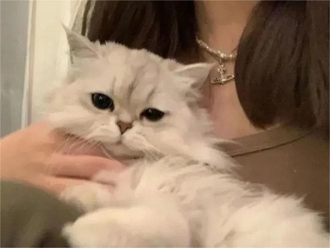 猫咪便秘全指南：识别症状+7种科学应对方法