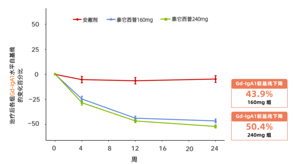 泰它西普治疗IgA肾病机制关键研究结果公布