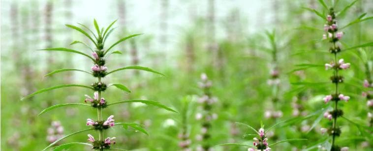 益母草种植指南：从时间到方法，让你轻松种出好益母草
