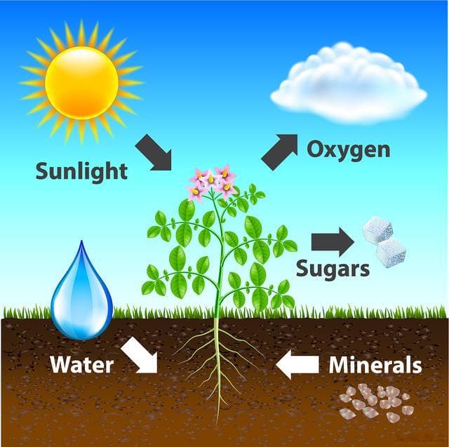植物光合色素含量与作物产量的关系