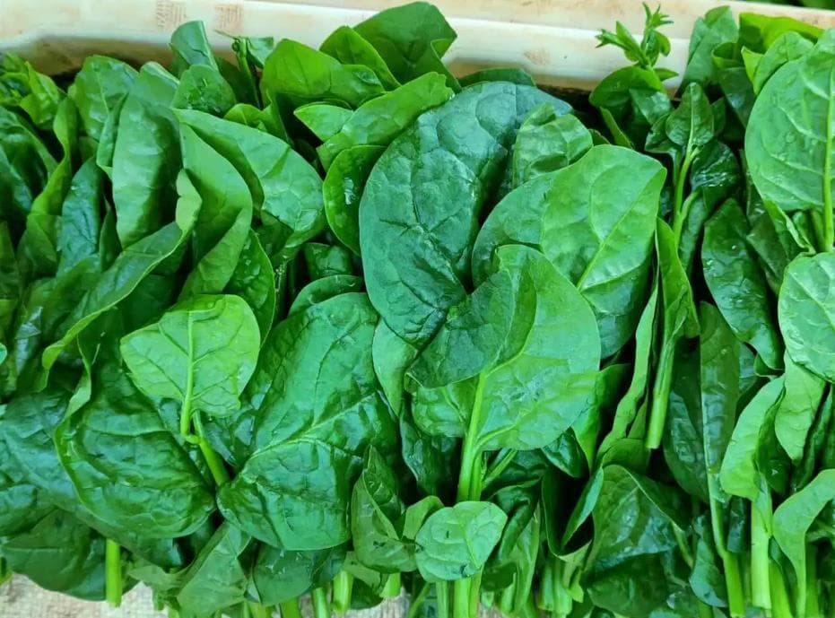 木耳菜的营养成分与功效：清热解毒、润肠通便、护肝解毒