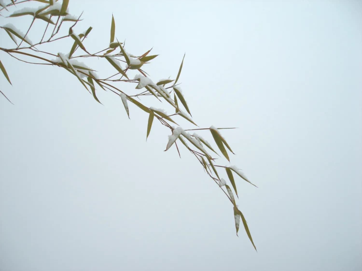 任重《雪竹幽禽》：一幅充满诗意的水墨丹青