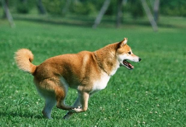 狗狗发烧的原因分析、症状、处理方法、注意事项