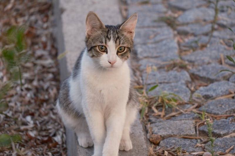 猫咪怕水怎么办？这份洗澡指南请收好