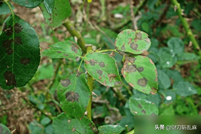 戊唑醇杀菌剂使用指南：防治对象、用量及注意事项详解