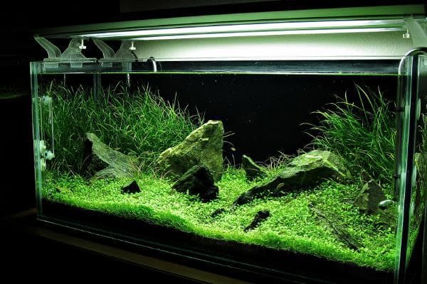 硝化菌的培养方法，温度需控制在5-35℃