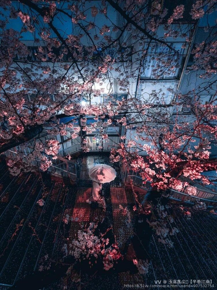 樱花之美，一场绚烂的心灵邂逅