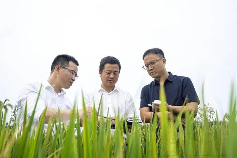 盐碱地如何变米粮仓？海南有招！