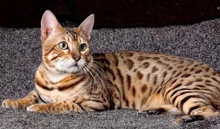猫咪价格排行榜：从20万阿什拉猫到免费中华田园猫