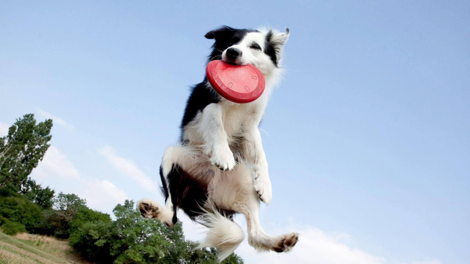认识边境牧羊犬：性格特点、历史背景与养护指南