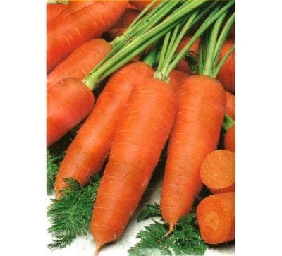 MO胡萝卜品种详解：种植技巧与管理要点