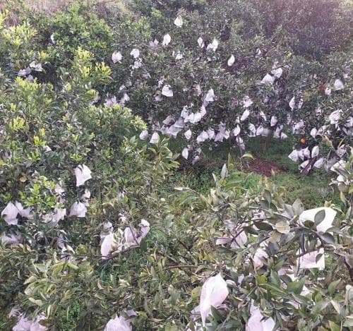 春见（耙耙柑）种植技术