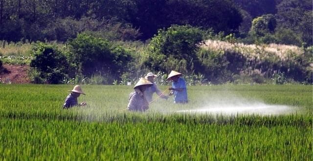 农药稀释倍数咋理解？加多少水？兑多少药？一个公式教你别做错了