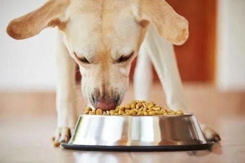 狗狗能吃馒头吗？需谨慎喂食哦！
