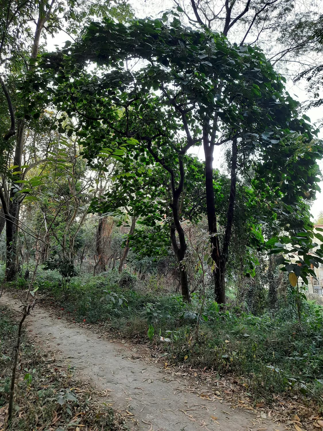 漫步800年黄葛古道，探寻重庆“丝绸古道”