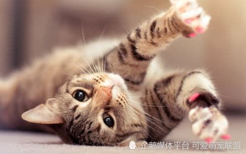 猫咪叫声大揭秘：从叫声读懂猫咪的需求