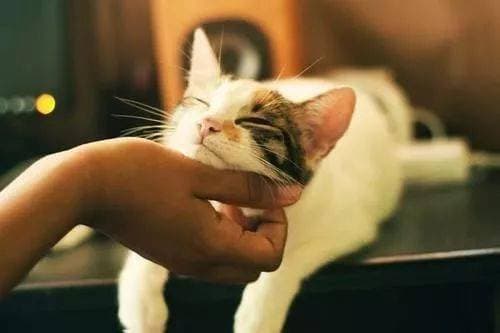 处理新生小猫死亡，宠物主人必知！