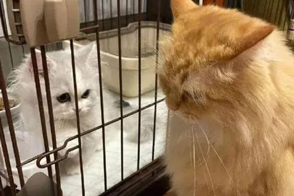如何让家中的原住猫接受新猫？这份科学指南请收好
