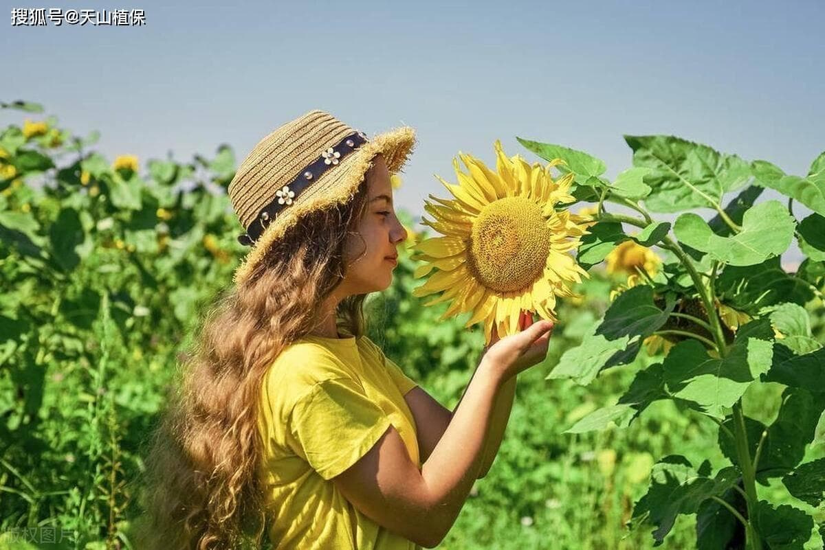 向日葵种植方法和技巧