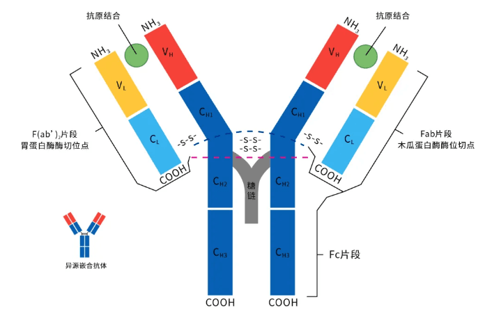 多克隆抗体的制备与应用