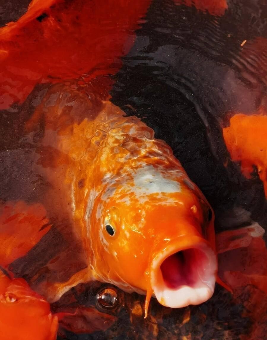 锦鲤消瘦趴缸怎么办？专业养鱼人教你对症下药
