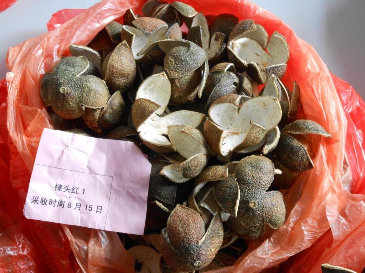【赣食十味】陈皮（樟头红）