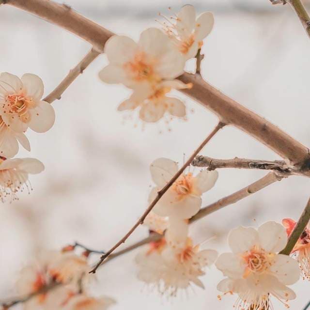 花朝节盛衰记