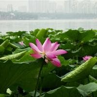 《石灰吟》的诗意：于谦的高尚情操与人生追求