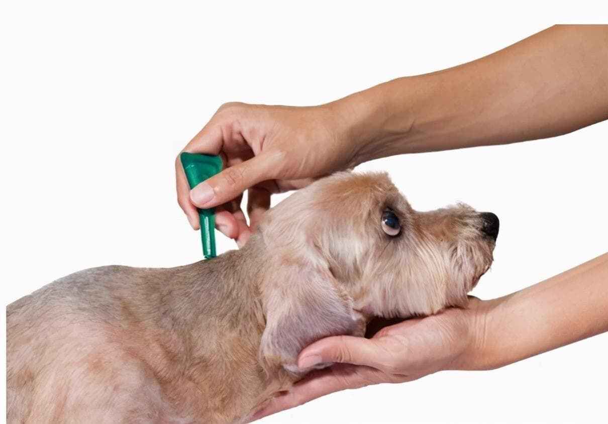 养狗一年多少钱？中大型犬与小型犬费用大对比